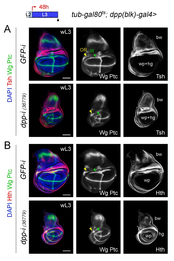 Figure 4—figure supplement 1.