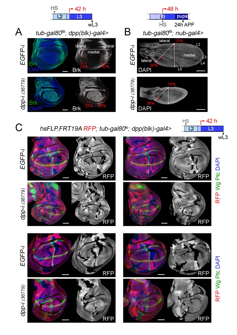 Figure 7—figure supplement 1.