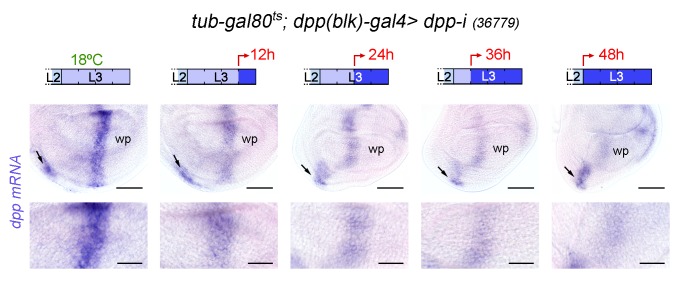 Figure 3—figure supplement 1.