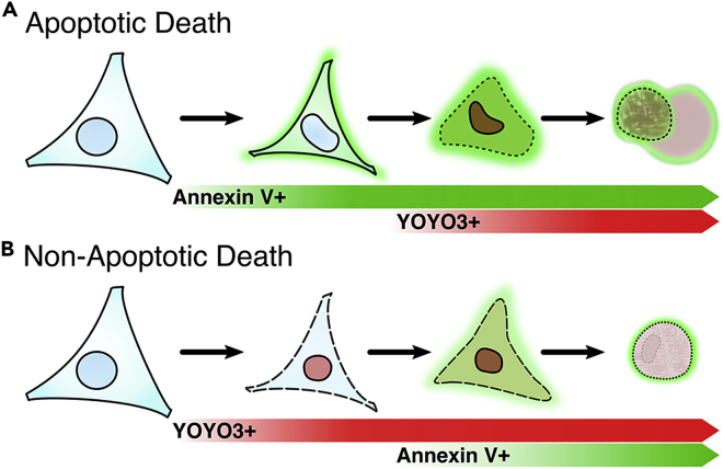 Figure 6