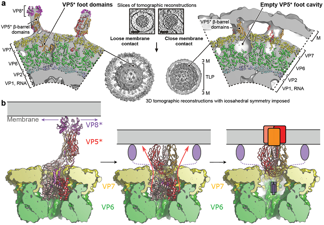 Fig. 4 |