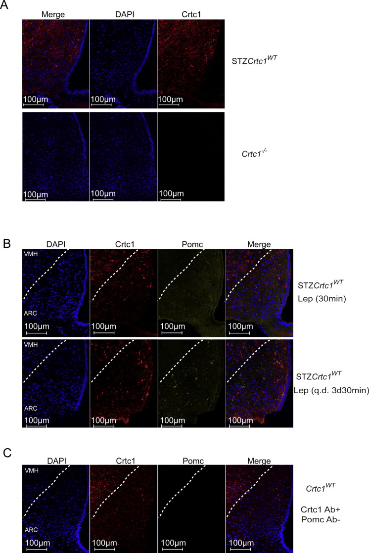 Supplementary Figure 3