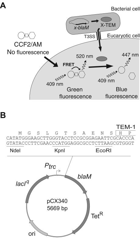 FIG. 1.