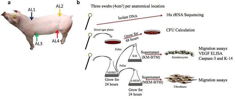 Fig 1