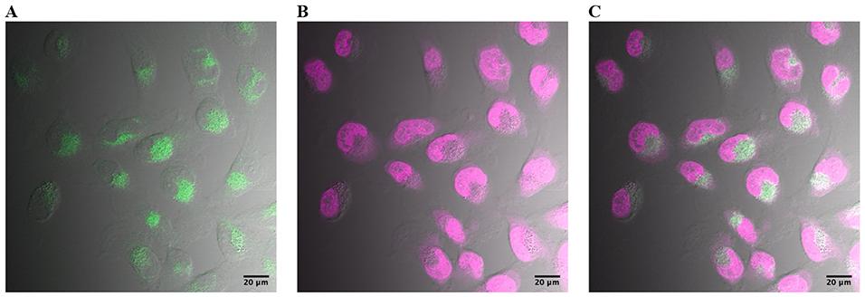 Fig. 8.