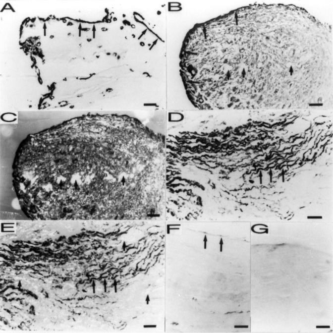 Figure 1  