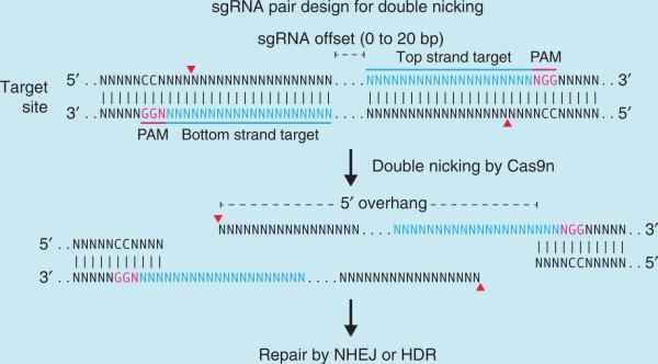 Box 2 | Double-nicking strategy for minimizing off-target mutagenesis