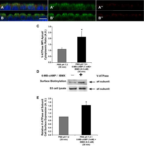 Fig. 6.