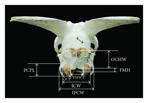 Figure 3