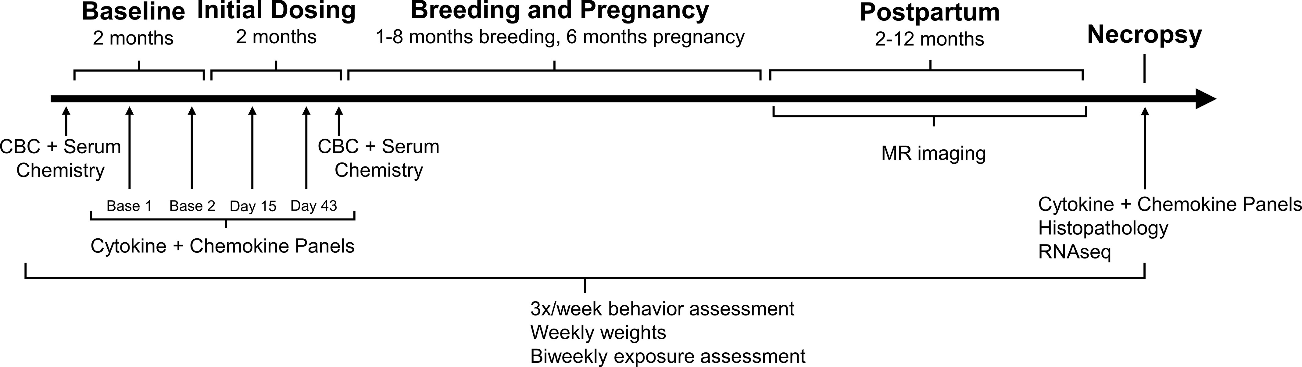 Figure 1 is a timeline in the form of an arrow pointing toward the right, depicting five stages of study, including Baseline, Initial Dosing, Breeding and Pregnancy, Postpartum, and Necropsy. The blood samples for complete blood counts plus serum chemistry were collected for Baseline and Initial Dosing. The levels of cytokines and chemokines in the blood were analyzed at Baseline and Initial Dosing for an average of 43 days. The breeding was between 1 and 8 months, and the pregnancy, six months. The magnetic resonance imaging was conducted during the Postpartum period. The levels of cytokines and chemokines in the blood were analyzed, and histopathology and ribonucleic acid sequencing were conducted during Necropsy. There was a three times a week behavior assessment, with weekly weights, and a biweekly exposure assessment.