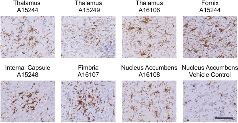 Figure 8 is a set of eight stained tissues titled Thalamus A 15244, Thalamus A 15249, Thalamus A 16106, Fornix A 15244, Internal Capsule A 15248, Fimbria A 16107, Nucleus Accumbens A 16108, and Nucleus Accumbens Vehicle Control, depicting sections at focal sites of microglia reactivity.