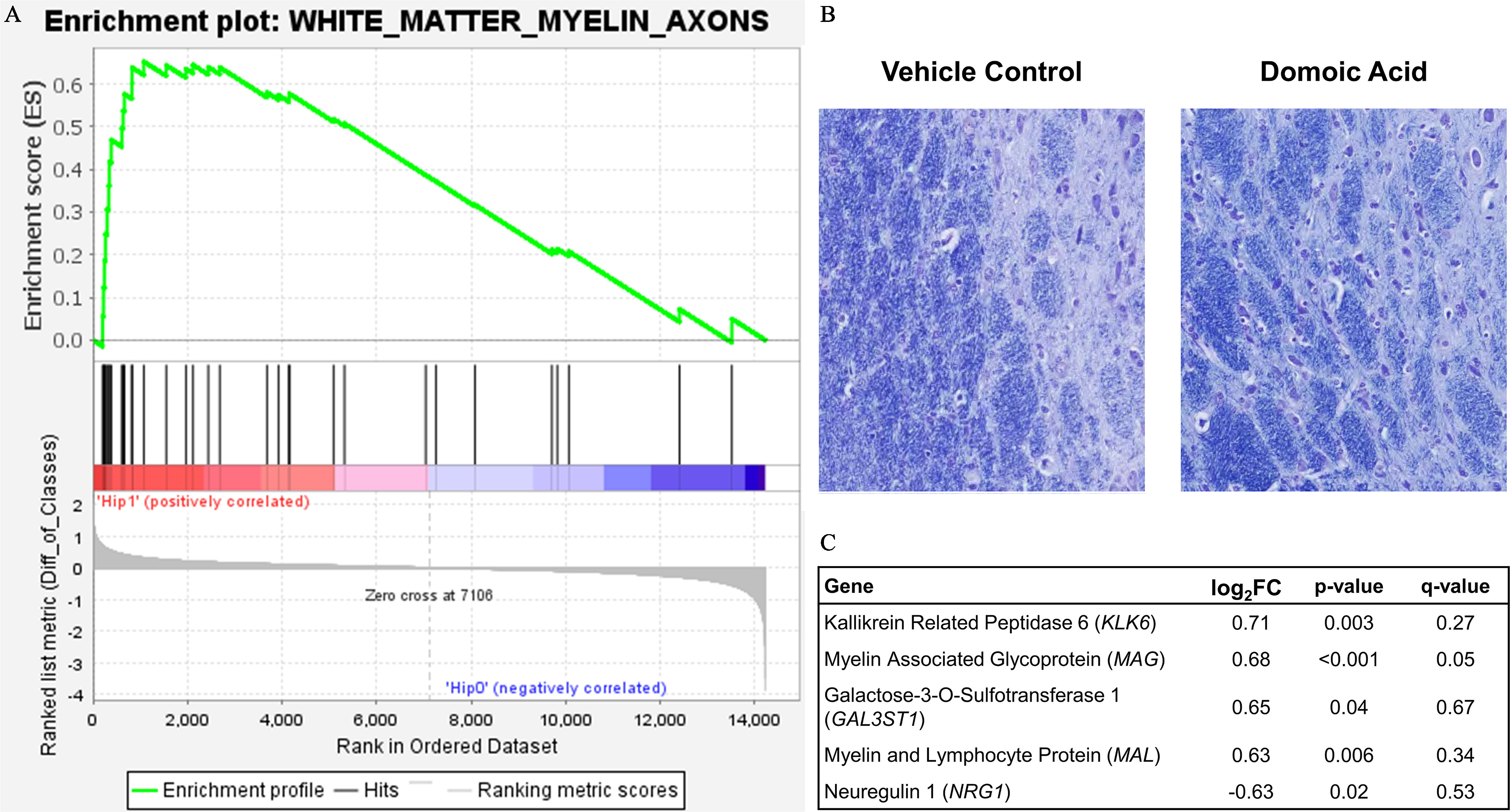 Figure 10A is a Gene Set Enrichment Analysis plot titled Enrichment plot: White matter myelin axons, plotting enrichment score (E S), ranging from 0.0 to 0.6 in increments of 0.1 and Ranked list metric (difference of classes), ranging from negative 4 to 2 in unit increments (y-axis) across Rank in ordered data set, ranging from 0 to 14,000 in increments of 2,000 (x-axis) for enrichment profile, hits, and ranking metric scores. Figure 10B is a set of two stained tissues titled Vehicle Control and Domoic Acid, depicting Luxol fast blue staining for myelin in the hippocampus in animals. Figure 10C is a tabular representation with five rows and four columns, namely, Gene, log to the base 2 of fold change, lowercase p value, and lowercase q value. Row 1: Kallikrein related peptidase 6, 0.71, 0.003, and 0.27. Row 2: Myelin associated glycoprotein, 0.68, less than 0.001, and 0.05. Row 3: Galactose-3-O-sulfotransferase 1, 0.65, 0.4, and 0.67. Row 4: Myelin and Lymphocyte protein, 0.63, 0.006, and 0.34. Row 5: Neuregulin 1, negative 0.63, 0.02, and 0.53.