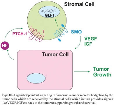 Hedgehog signaling pathway: A novel target for cancer therapy ...