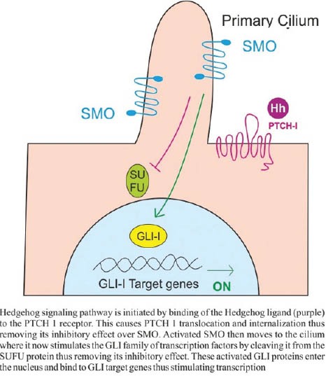 Hedgehog signaling pathway: A novel target for cancer therapy ...