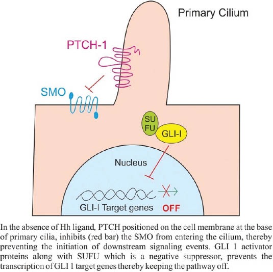 Hedgehog signaling pathway: A novel target for cancer therapy ...