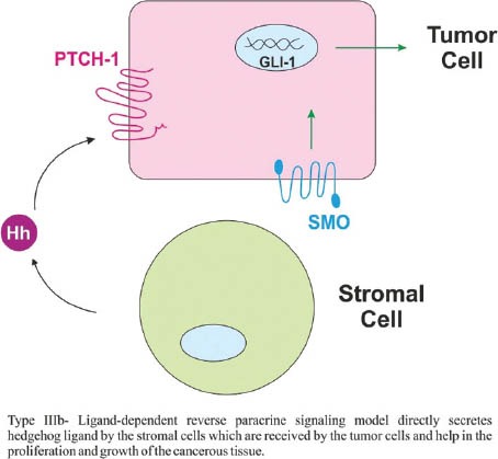 Hedgehog signaling pathway: A novel target for cancer therapy ...