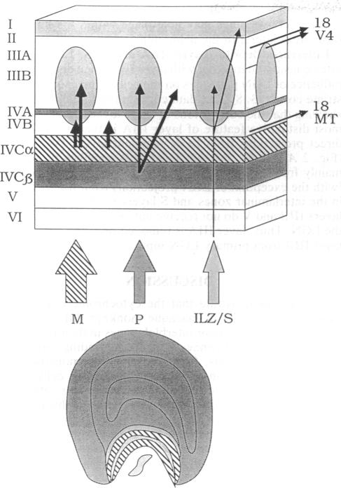 graphic file with name pnas01082-0413-a.jpg