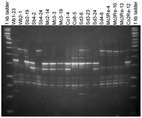 Figure 5