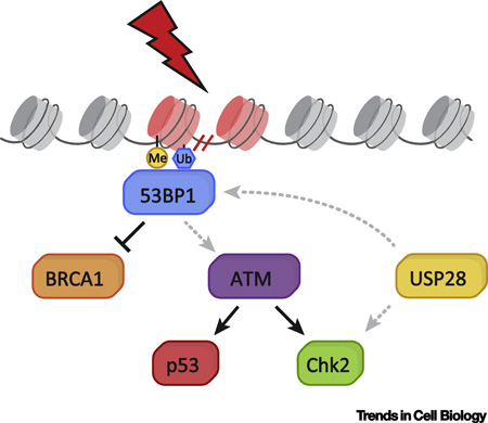 Text Box 2. The role of 53BP1 and USP28 in the DNA damage response