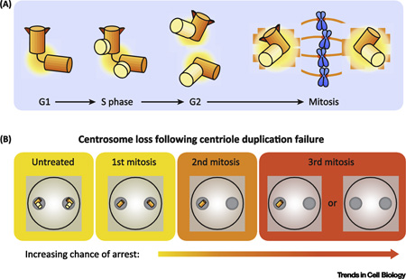 Text Box 1. Centrosome duplication cycle