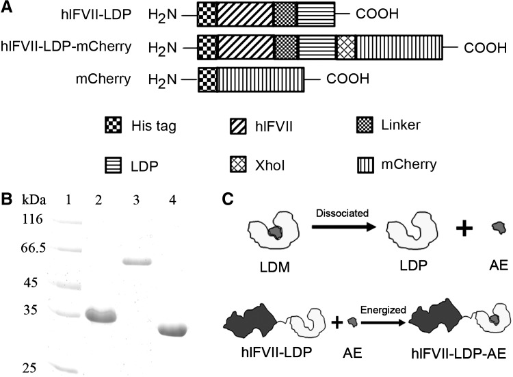 FIG. 1.