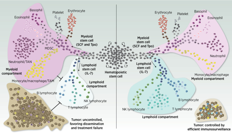 Figure 4. A balanced “ménage à trois” between the tumor (brown), lymphocytes (blue), and myeloid cells (purple) is crucial to achieve tumor control posttreatment and ensure the establishment of an efficient antitumor immunosurveillance in the long term. Reaching a disproportionate overrepresentation of the myeloid compartment at some point of the treatment journey is detrimental and feeds a vicious cycle in which innate and adaptive immune abilities are inhibited, a phenomenon that is complex to turn over.