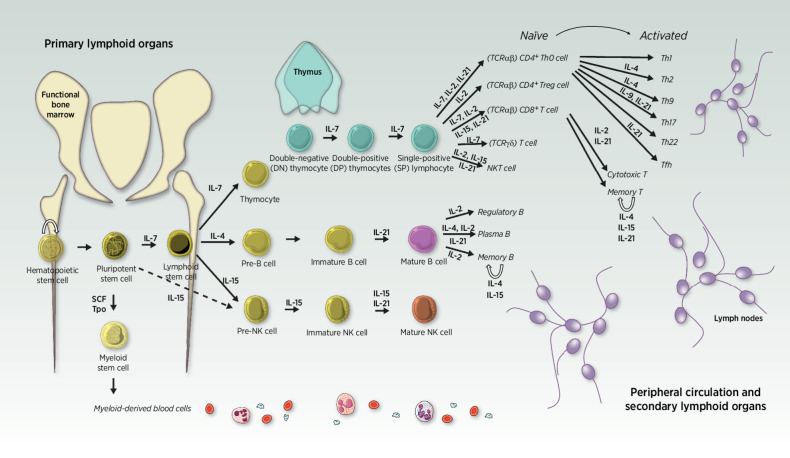 Figure 1. Lymphopoiesis differentiation pathways. Hematopoietic stem cells and progenitors are mostly found in the bone marrow of adults. Upon stimulation by surrounding cytokines, cells entering the lymphoid lineage will eventually migrate from primary (light yellow) to secondary lymphoid organs and peripheral circulation (light purple) while differentiating themselves into more mature phenotypes. Their differentiation fate depends on the cytokine composition of their microenvironment at every step of their journey. Thymocytes rapidly migrate from the bone marrow to the thymus gland, where they undergo maturation in an antigen-free environment, followed by a drastic positive and negative selection during which T cells that are reactive to self-peptides are removed from the pool. Ultimately, the 2% competent survivors leave the thymus as differentiated T cells. They predominantly reach the peripheral circulation as one of the two main T subtypes, characterized by the expression on their cell surface of either CD4 or CD8, respectively, categorizing them as “helper” or “cytotoxic” lymphocytes, historically. Of note, several other types of T cells exist and are rather considered “innate-like” (as opposed to the adaptive immune capacities of T CD4+, T CD8+, and B cells), such as γδ T cells, mucosal-associated invariant T cells or NK T cells (that are different from NK cells), although they each account for less than 2% of circulating lymphocytes. Back to the bone marrow, common lymphoid progenitors can also differentiate into pre-B cells or pre-NK cells, respectively, upon IL4 or IL15 predominant exposure. Pre-B cells mature in the marrow until they develop a functional B-cell receptor (BCR), then migrate to a secondary lymphoid organ (such as the spleen) to upgrade their maturation against self-antigens before reaching the periphery (55). Similarly, pre-NK cells develop within the bone marrow, although it remains unclear whether they need to enter secondary lymphoid organs to achieve full maturation (characterized by the expression of the CD56 on their cell surface). For now, the privileged hypothesis is that CD56+ NK cells can mature in secondary lymphoid organs but those are not absolutely required to complete their education, which is continuously upgraded throughout their lifetime. IL, interleukin; SCF, stem cell factor; Tpo, Thrombopoietin