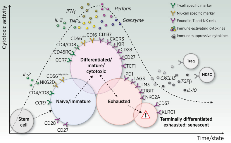 Figure 2. Panels of representative surface markers found on T and/or NK cells according to their actionable state. Single arrows indicate that the cell's progress toward the next state is believed to be irreversible, whereas the double-headed arrow indicates possible reversion, for example, upon exposure to immune-checkpoint inhibitors. Treg, regulatory T cell; MDSC, myeloid-derived suppressive cell.