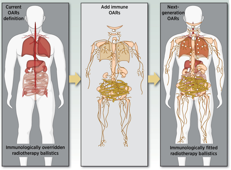 Figure 3. Schematic representation of organs at risk (red) currently considered for establishing the treatment plan for conventional radiotherapy planning in mirror with the schematic distribution of lymphocytes within the body (yellow). The intensity of the red color correlates with the value of the volume-dose constraints established by the stereotactic ablative body radiotherapy (SABR UK Consortium), version 6.1 (2019): the deeper the color, the more restricted is the volume-dose limit in Gy. Similarly, the intensity of the yellow color correlates with the estimated concentration of lymphocytes within a particular tissue. The stacked representation (right) combines conventional and lymphocyte-rich organs at risk for an immunologically fitted radiotherapy treatment planning.