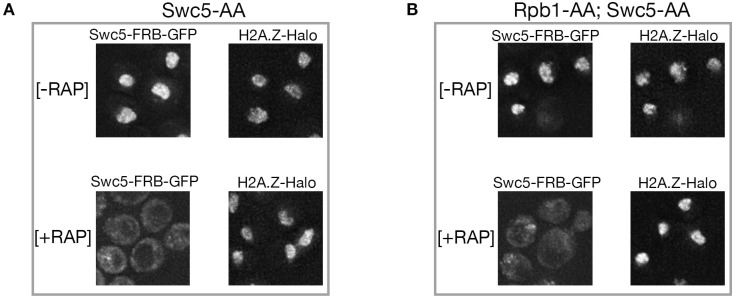 Figure 3—figure supplement 1.