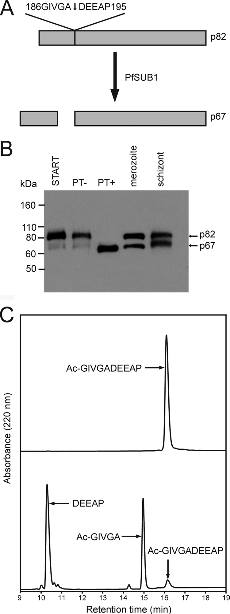 FIG. 5.