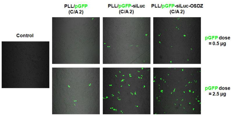 Fig. 10