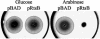 FIG. 8.
