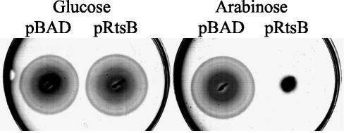 FIG. 8.