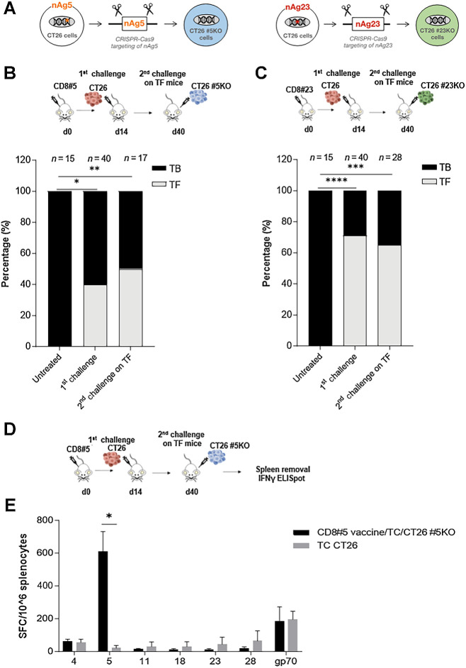 Figure 4. Vaccination with GAd mono-epitope vaccines induces antigens spreading. A, Generation of CT26 cells knocked-out for #5 and #23 encoding genes, using CRISPR-Cas9 technology. Mice were immunized with CD8#5 (B) or CD8#23 (C) mono-epitope vaccine and after 14 days, mice were subcutaneously inoculated with CT26 cells (1st challenge) resulting in 40% and 75% of tumor-free (TF) mice, respectively (gray bar). After 40 days, a 2nd tumor challenge with CT26 cells knocked-out for nAg #5 (B) and #23 (C), was performed on TF mice from the 1st challenge, resulting in 50% (B) and 60% (C) of tumor protection. Bars show the percentage (%) of TF (gray) and TB (black) mice. The number (n) of animals per each group is indicated. Two-tailed Fisher test of treated groups versus untreated. *, P < 0.05; **, P < 0.01; ***, P < 0.001; ****, P < 0.0001. D, Experimental scheme. Mice were immunized with CD8#5 mono-epitope vaccine and, after 14 days, they were subcutaneously inoculated with CT26 cells (1st challenge). After 40 days, a 2nd tumor challenge with CT26 cells knocked-out for nAg #5 was performed on TF mice from the 1st challenge. E, Vaccine-unrelated immune responses were evaluated by ex vivo IFNγ ELISpot in tumor-free mice derived from the 2nd challenge (black bars, n = 5) compared with CT26 tumor bearing mice, as control (gray bars, n = 4). Results are expressed as spot forming cells (SFC) per million of splenocytes. Two-tailed Mann–Whitney. *, P < 0.05. Data are representative of three independent experiments.