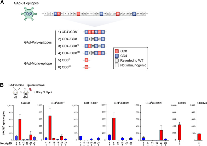 Figure 1. Immunogenicity of GAd adenoviral vectors encoding CT26 nAgs. A, Schematic representation of GAd adenoviral vectors: Six immunogenic nAgs (#4, #5, #11, #18, #23, #28), including both CD4 (in blue) and CD8 (in red) reactivities, selected from the previously published GAd-31 vaccine (12), were cloned to generate different GAd-6 multi-epitopes (constructs 1–4) or GAd mono-epitope vectors (constructs 5–6). WT, wild-type. B, Ex vivo IFNγ ELISpot showing Ag-specific immune responses following naïve mice immunization with the indicated GAd vaccines. Results are expressed as mean + S.E.M. of spot forming cells (SFC) per million of splenocytes (n = 6 mice/group). Positive and negative responses are indicated with + and −, respectively, according to criteria of positivity described in the Materials and Methods section. Data are representative of three independent experiments.