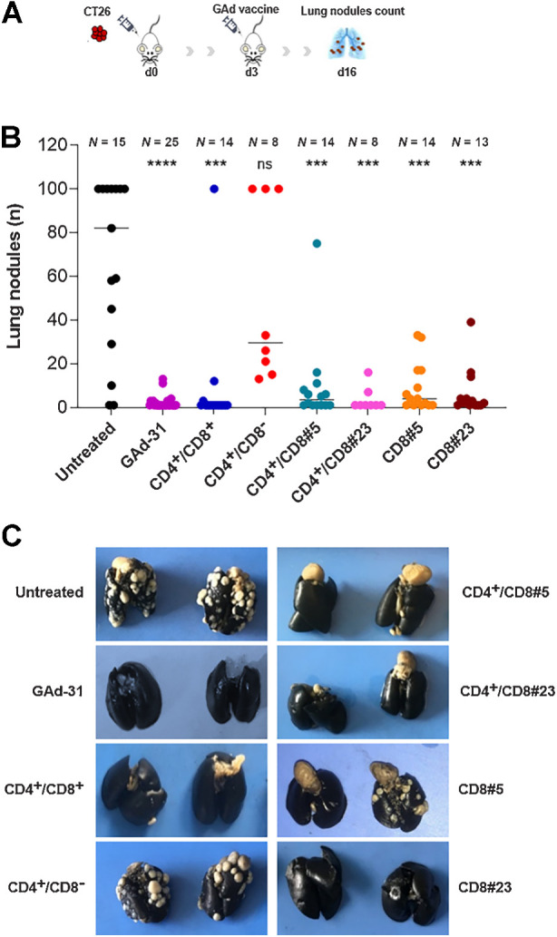 Figure 3. Antitumor efficacy of GAd vaccines in early metastatic setting. A, Experimental scheme for CT26 early metastatic model. Mice were inoculated intravenously with 105 CT26 cells (day 0) and vaccinated or left untreated at day 3. B, Lung nodules count at day 13 after vaccination (day 16 after tumor challenge). Dots represent the number (n) of lung nodules counted per each animal. The number (N) of mice per group is indicated. Results are shown as median. Statistical differences were calculated by using the two-tailed Mann–Whitney U test, comparing the treated groups versus untreated. ****, P < 0.0001; ***, P < 0.001; ns, not significant. C, Representative pictures of India ink-stained lungs from the indicated experimental groups. Metastatic foci are clearly visible as white dots on lung surface (black). Quantification and statistical analysis are reported in B. Data are representative of three independent experiments.