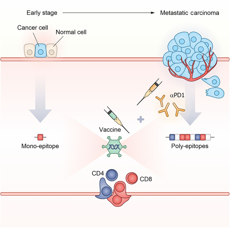 Figure 7. Schematic model representing the impact of tumor burden on nAg-based vaccine effectiveness. In early disease setting with minimal tumor burden, a vaccine targeting a single neoantigen can be effective. On the contrary, in advanced setting such as metastatic disease, the immunosuppressive tumor microenvironment requires multiple neoantigens and concomitant checkpoint blockade treatment for effective tumor control.