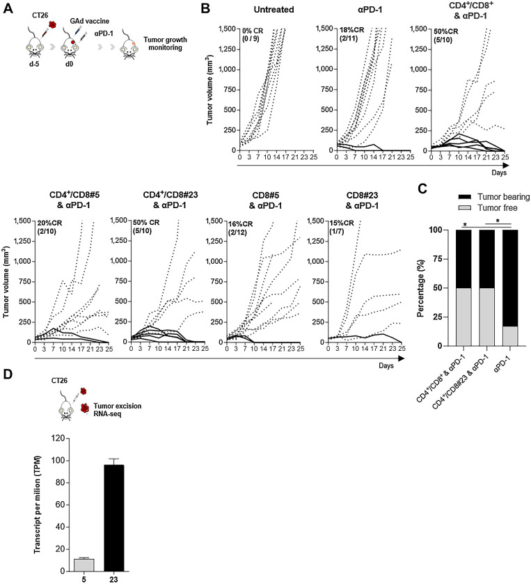 Figure 5. Antitumor efficacy of GAd vaccines in CT26 established tumor setting, in combination with checkpoint inhibitor anti-PD1. A, Experimental scheme. B, Five days after CT26 tumor challenge, Balb/c mice were treated with αPD1 alone or in combination with the indicated GAd vaccines. As control, a group of mice received only the tumor challenge (Untreated). Curves indicate representative experiments of the tumor volume (mm3) over time. Each line represents an individual animal; dotted lines indicate non-responders and solid lines indicate responders. Percentages of the rate of complete responses (CR) and the numbers of animals are reported within each graph. C, The percentage of tumor-free (TF, gray bars) and tumor-bearing (TB, black bars) mice is represented for the indicated groups. Two-sided Fisher's test analysis between anti-PD1 and anti-PD1 + vaccination was performed, with exact *, P = 0.02. D, CT26 tumors were collected from untreated mice for RNA-seq and the abundance of the transcripts encoding nAgs #5 and #23 is indicated as transcript per million (n = 4). Data are representative of three independent experiments.