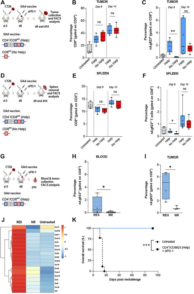 Figure 6. The presence of CD4 Help increases intratumoral antigen-specific T cells. A, Schematic representation of the experiments. Mice were subcutaneously injected with CT26 cells and 5 days later, immunized with GAd vaccines CD4+CD8#23 (Help) and CD8#23 (No Help) in combination with anti-PD1. At days 9 and 14 after vaccination, tumors were collected for FACS analysis. The percentage of intratumoral CD8+ T cells (B) and nAg#23+-specific T cells (C) is shown (Untreated, n = 4; Help day 9, n = 6; no Help day 9, n = 6; Help day 14, n = 7; no Help, n = 7). Statistical differences were calculated with two-tail Mann-Whitney (**, P = 0.002). D, Schematic representation of the experiments. Mice were subcutaneously injected with CT26 cells and 5 days later, immunized with GAd vaccines CD4+CD8#23 (Help) and CD8#23 (No Help) in combination with anti-PD1. At days 9 and 14 after vaccination, spleens were collected for splenocytes isolation and FACS analysis. The percentage of CD8+ T cells (E) and nAg#23+ specific T cells (F) is shown (Untreated, n = 4; Help day 9, n = 6; no Help day 9, n = 6; Help day 14, n = 7; no Help, n = 7). G, Schematic representation of the experiments. Mice were subcutaneously injected with CT26 cells and 5 days later, immunized with GAd vaccine CD4+CD8#23 (Help) in combination with anti-PD1. At day 14 after vaccination, blood (H) and tumors (I) were collected for FACS analysis of nAg#23+-specific T cells, in responder (RES, n = 4) and nonresponders mice (NR, n = 13 for blood and n = 3 for tumors). Results are expressed as percentage (%). Statistical differences were calculated with one or two-tail Mann–Whitney (*, P< 0.05; ns, not significant). J, Heat map displaying the relative (median log2-fold change) expression of selected chemokines, chemokine receptors and adhesion genes associated with T-cell infiltration and chemotaxis, between responders (RES, n = 5) and nonresponders (NR, n = 4) tumors to Help vaccine in combination with anti-PD1, compared with the untreated group (n = 3). The color gradient indicates the normalized values (z-score) of the median gene values. K, Tumor-free mice treated with CD4+CD8#23 (Help, n = 5) and anti-PD1 were re-challenged with a second CT26 tumor inoculum at day 40 after first challenge. Untreated mice were inoculated with CT26 tumor cells as control (n = 9). Log rank test ***, P = 0.0005. Data are representative of three independent experiments.