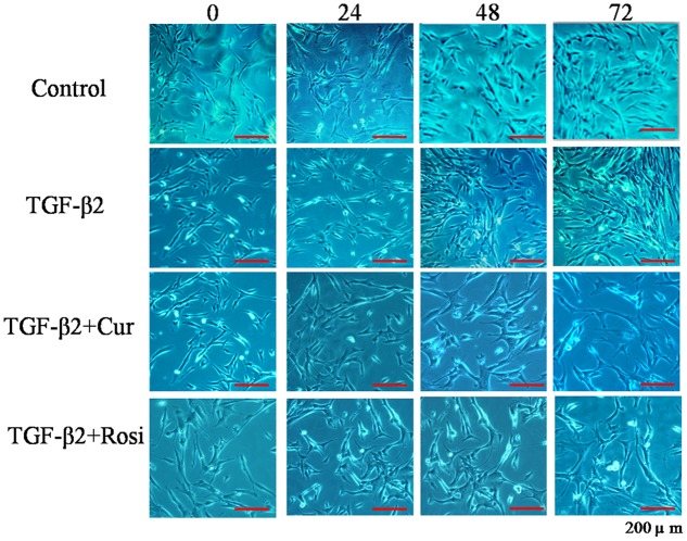 FIGURE 2