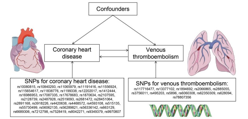 Fig.1. Mendelian randomization model