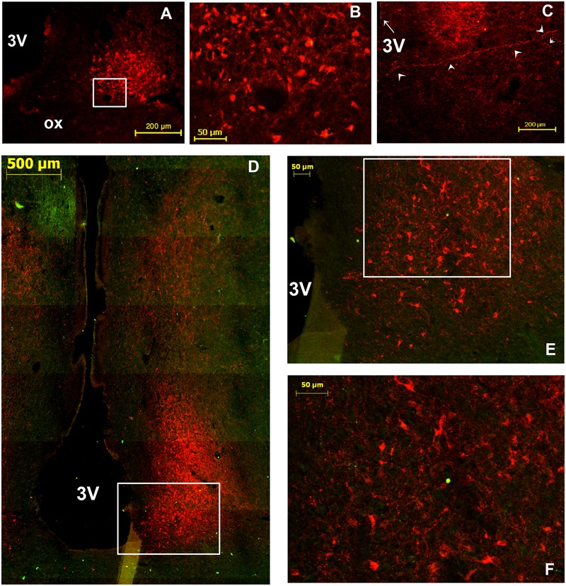 FIGURE 4