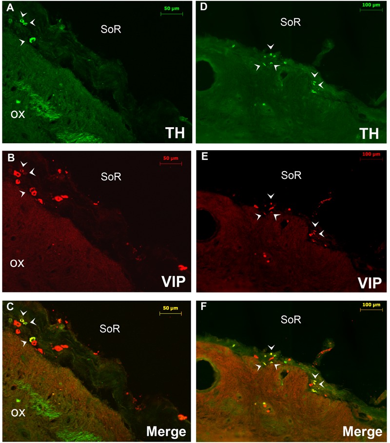 FIGURE 3