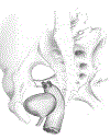 Figures 1–3: