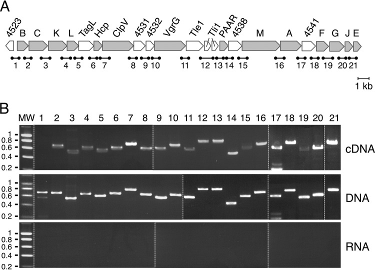 FIG 1