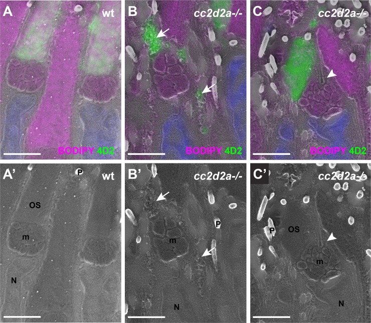 Fig 2