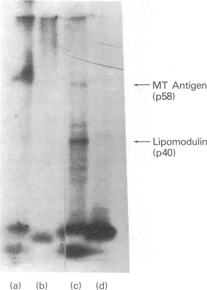 graphic file with name pnas00616-0111-a.jpg