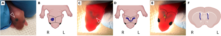 Figure 5