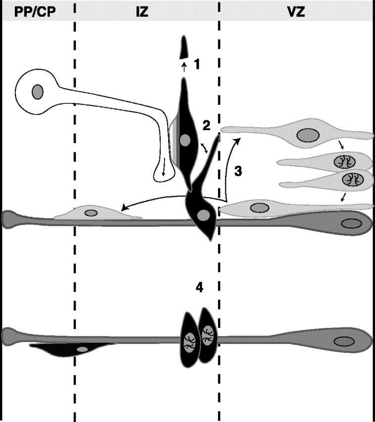 Fig. 9.